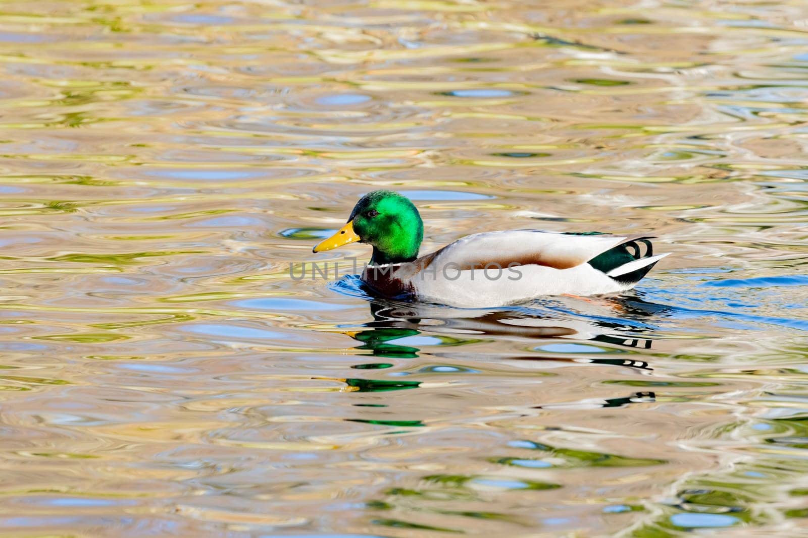 Beautiful duck swimming in a river