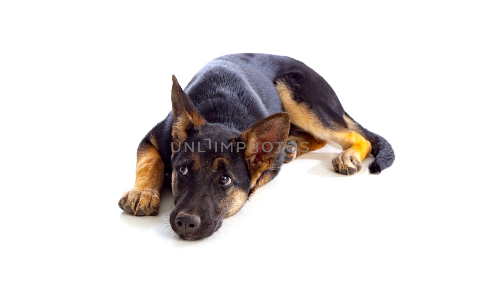 Young German Shepherd dog isolated on white background