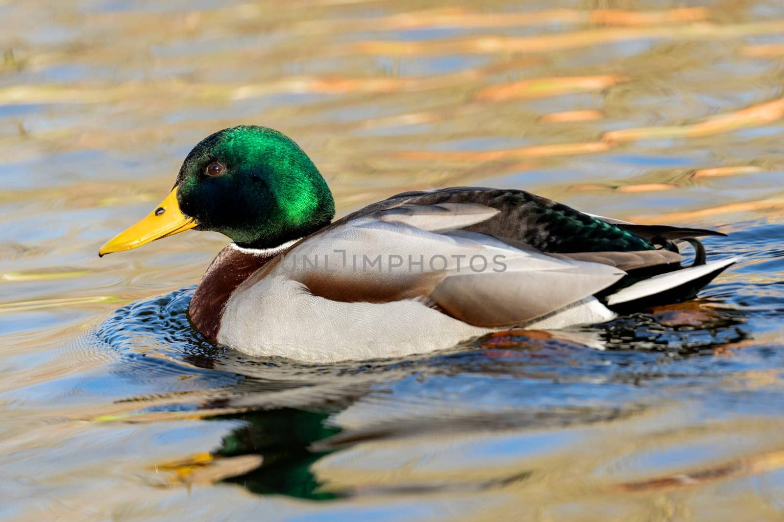 Beautiful duck swimming in a river