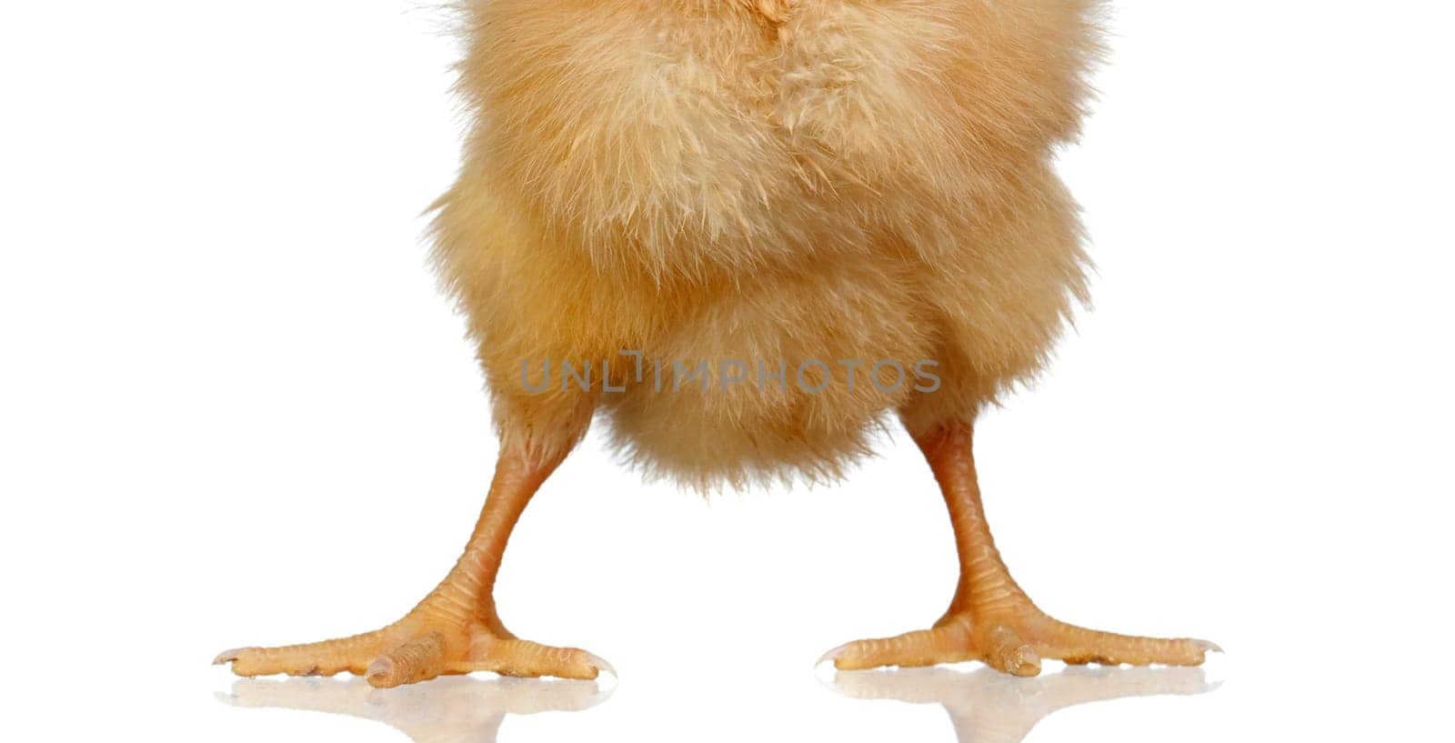 Legs of a yellow chicken close up isolated on a white background