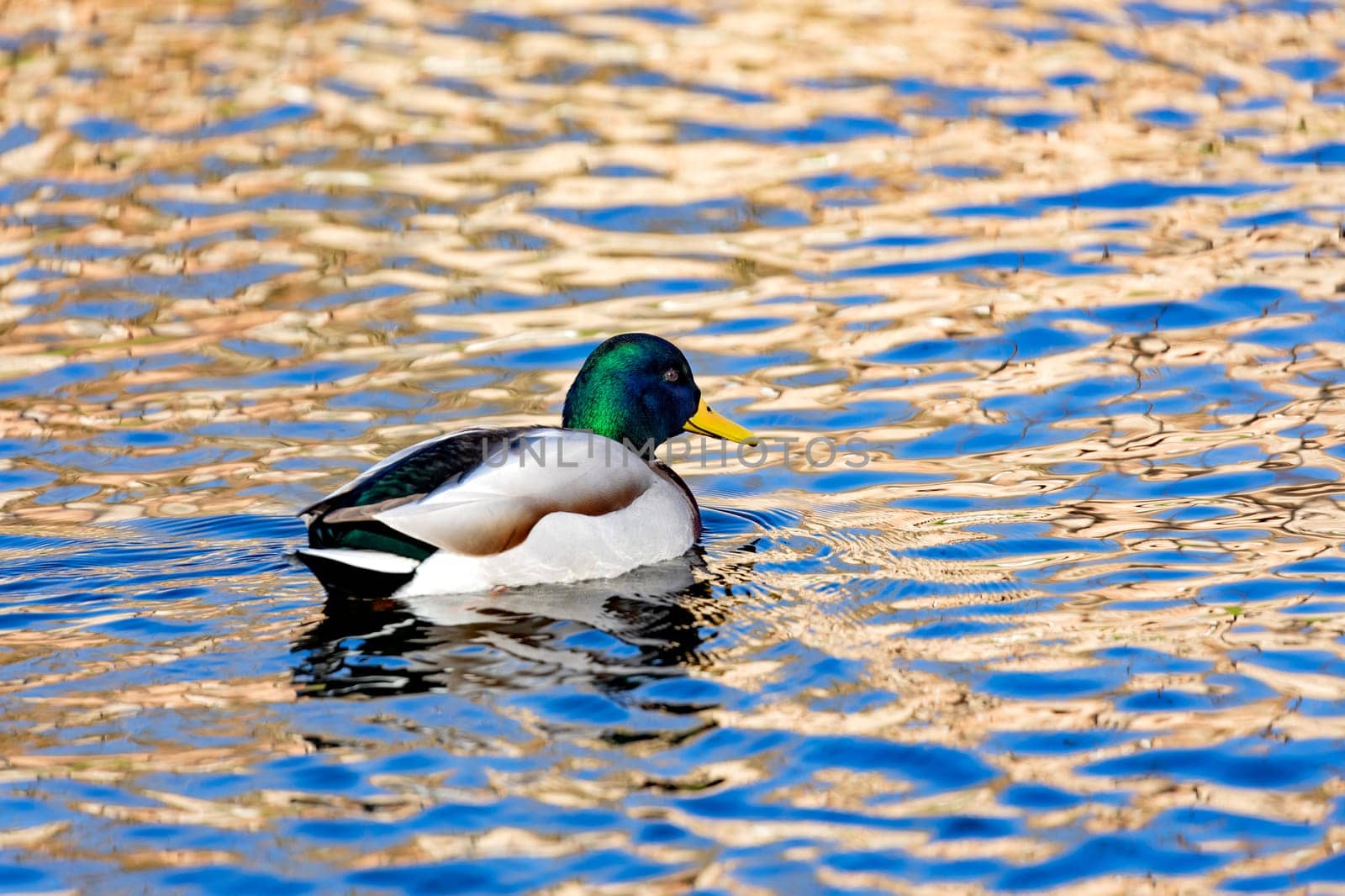 Beautiful duck swimming in a river