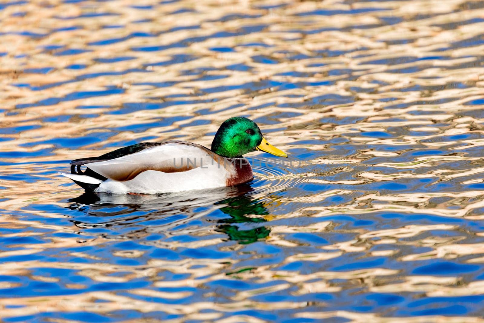 Beautiful duck swimming in a river