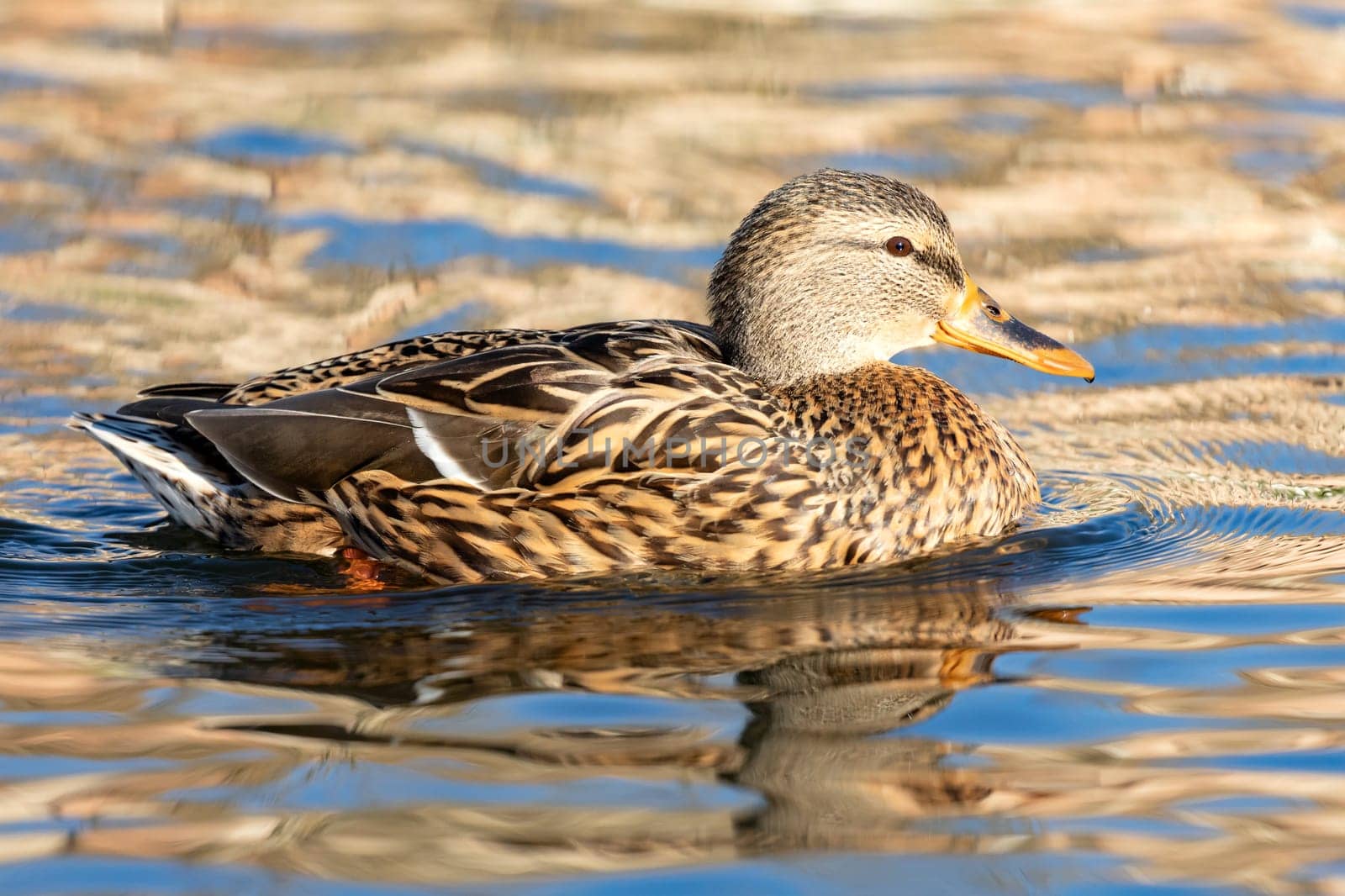 Beautiful duck swimming in a river