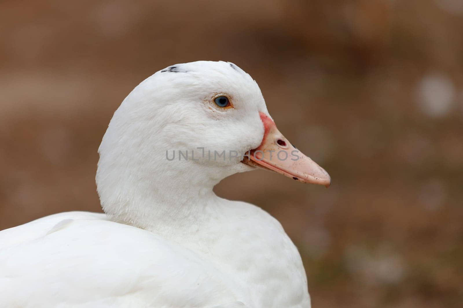 Beautiful white duck walking in a park
