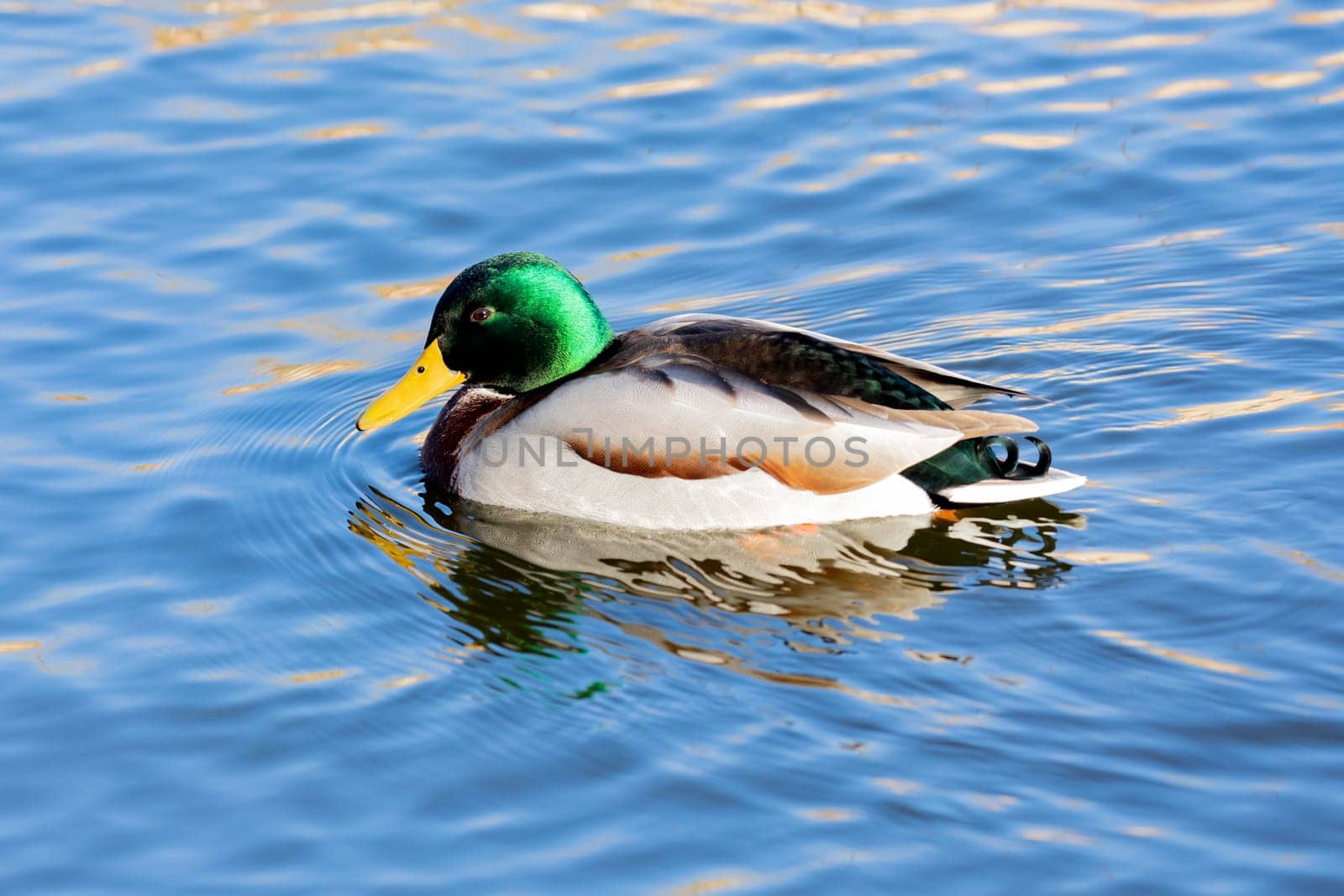 Beautiful duck swimming in a river