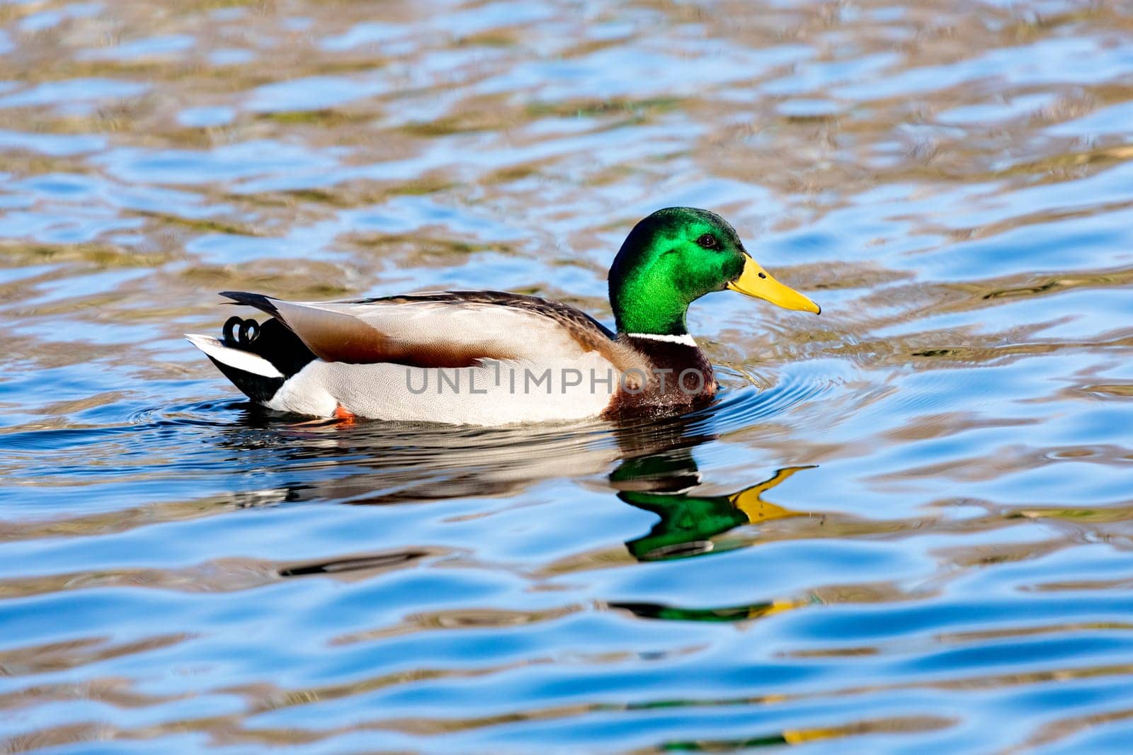Beautiful duck swimming in a river