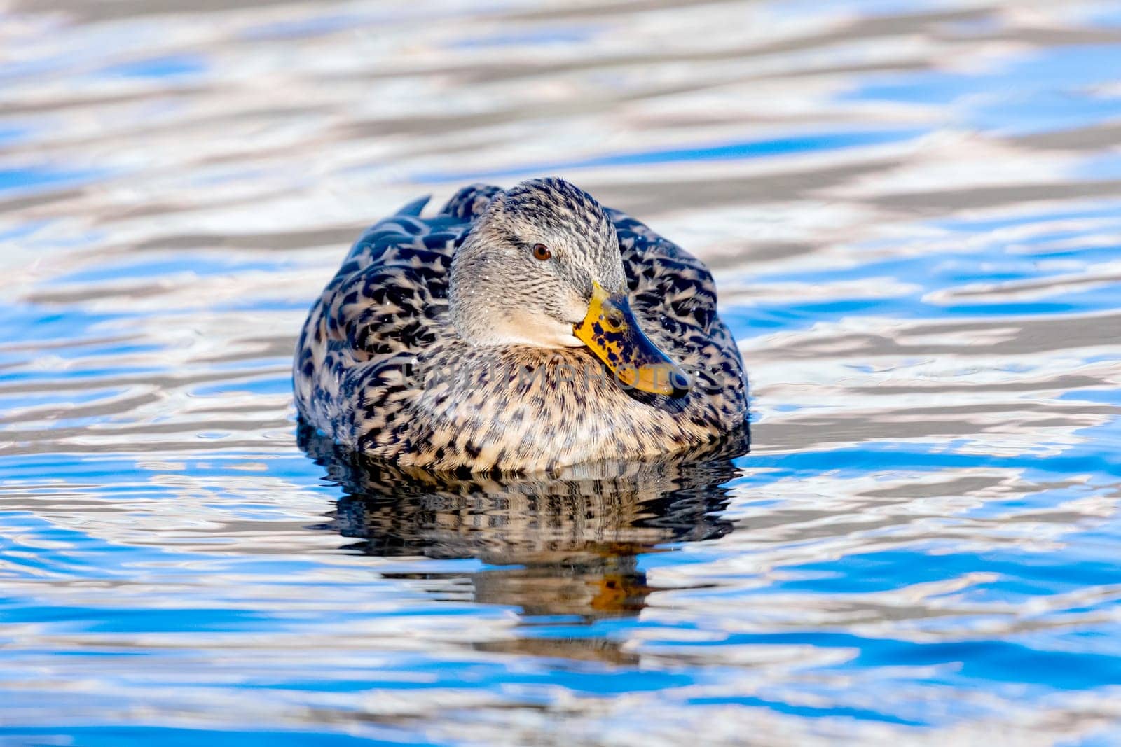 Beautiful duck swimming in a river