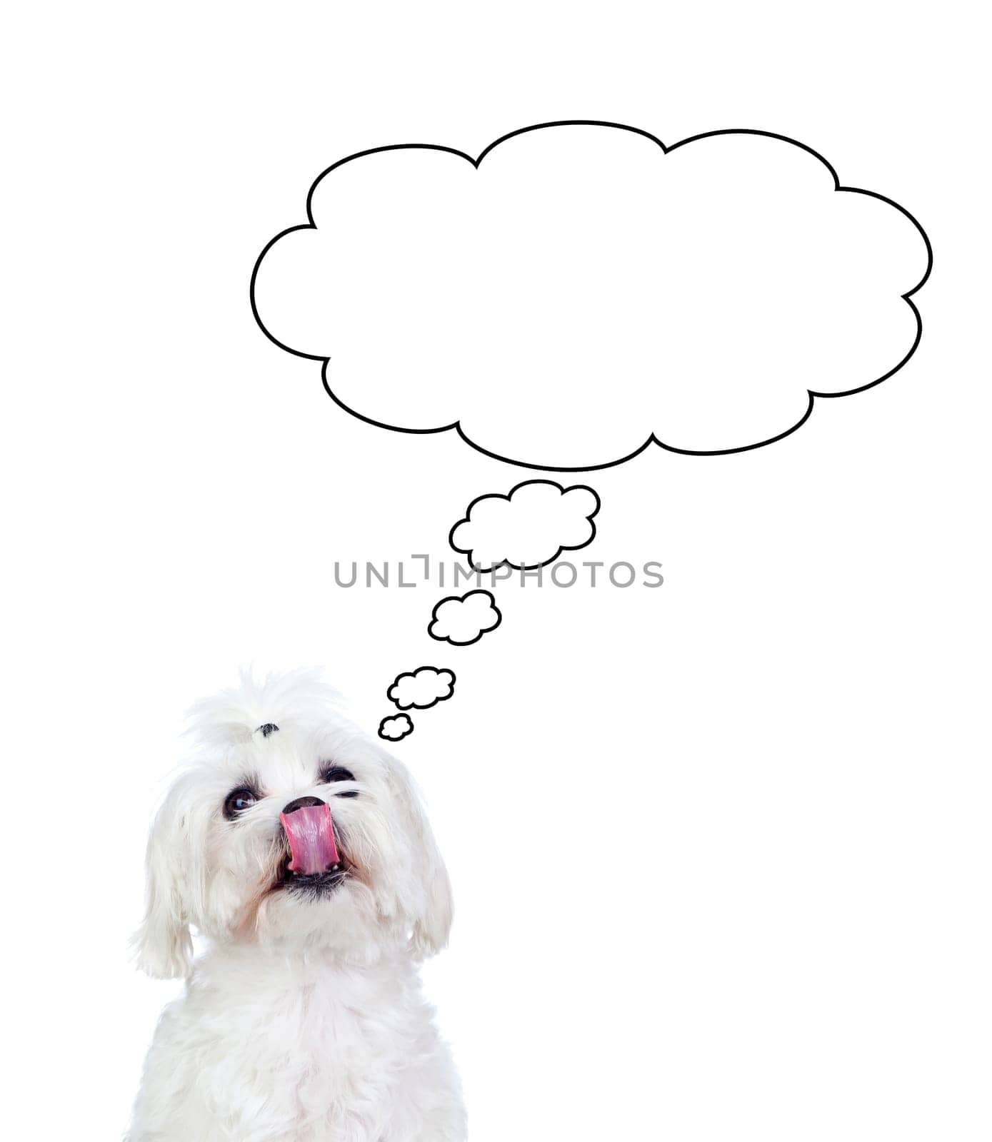 Portratit of a white dog with a pigtail Maltese bichon
