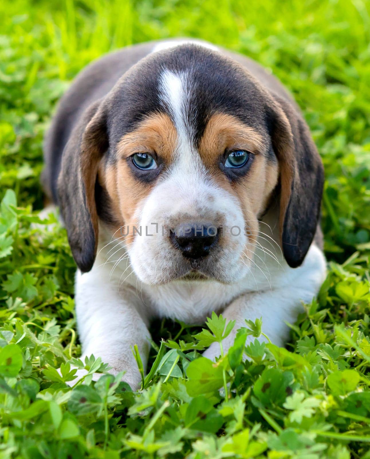 Beautiful beagle puppy brown and black on the green grass