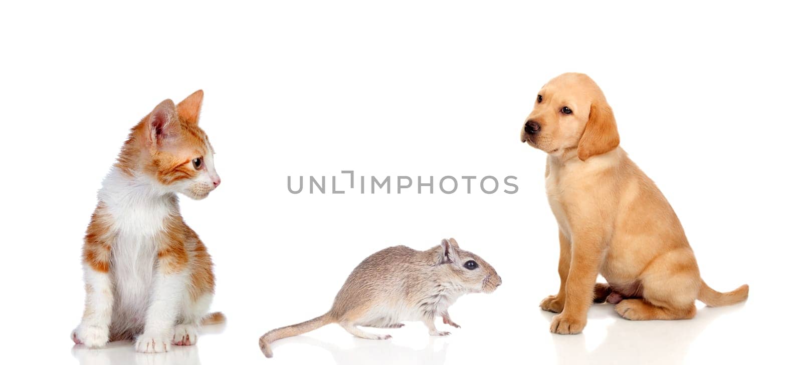 Three different pets isolated on a white background