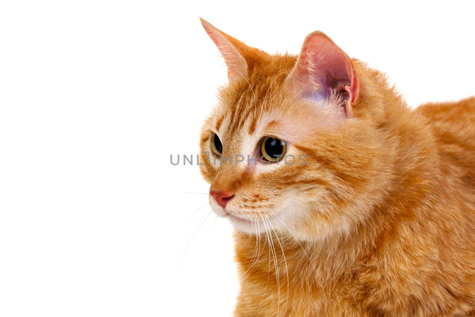 Adult red cat with overweigh isolated on a white background