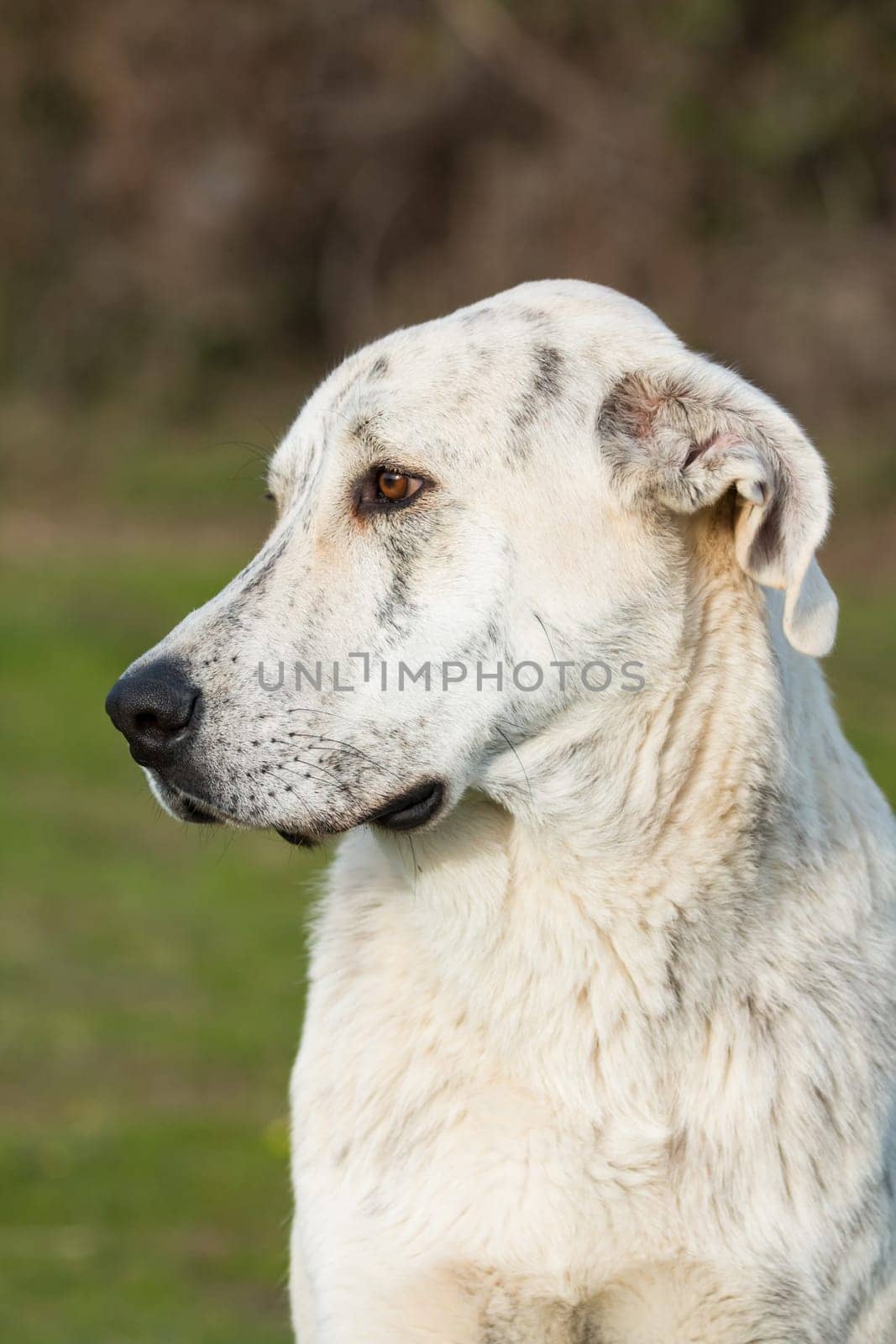 Big white labrador dog in the grass of the field