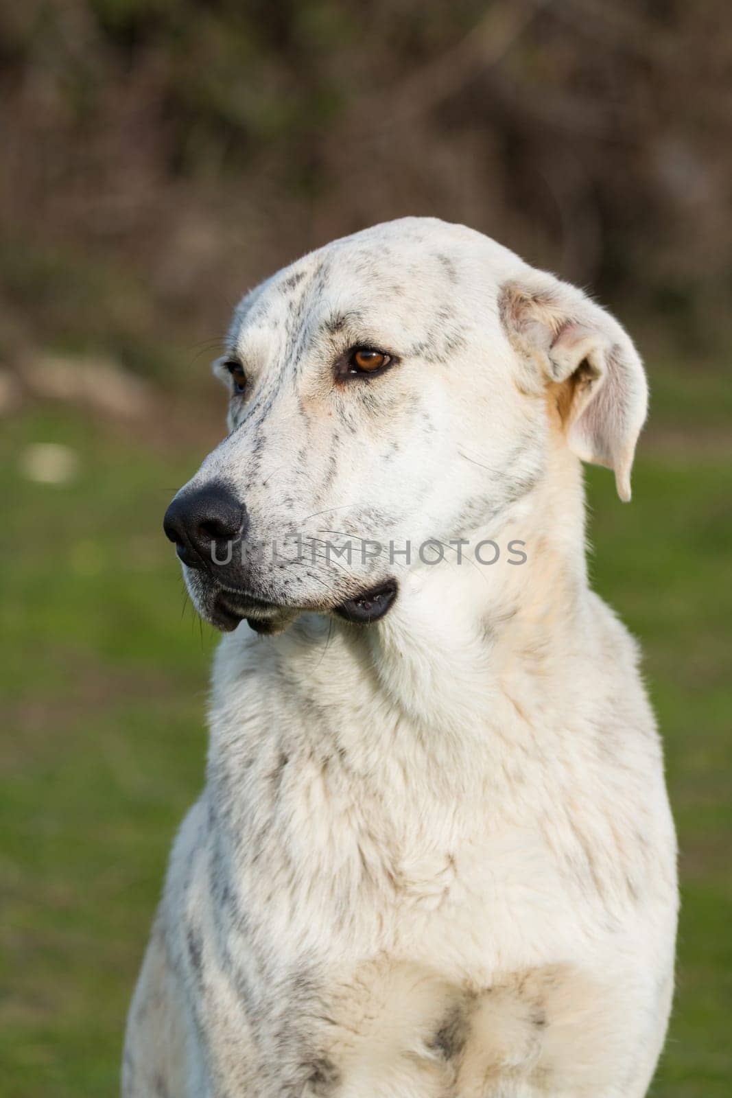 Big white labrador dog in the grass of the field