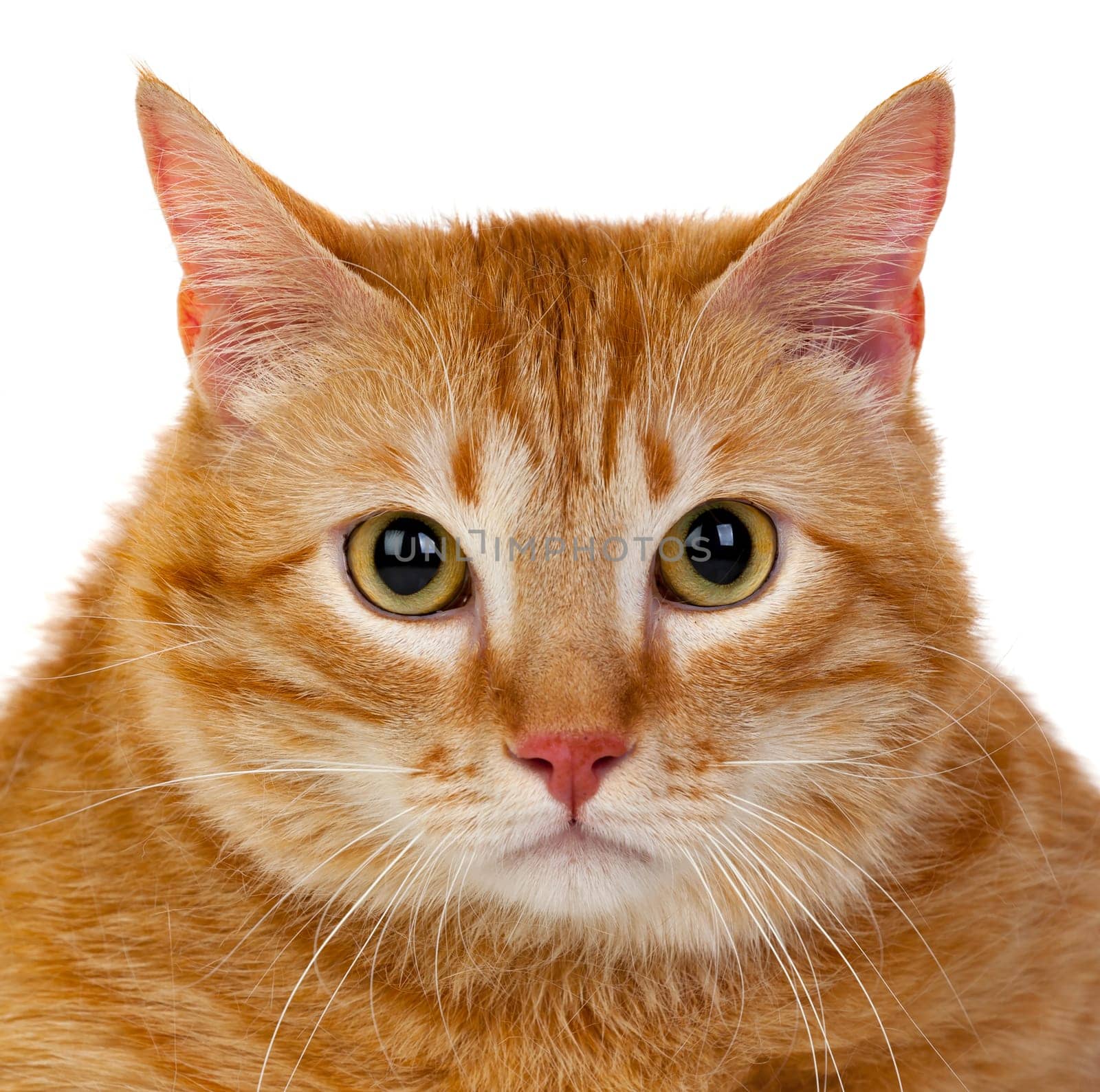 Adult red cat with overweigh isolated on a white background