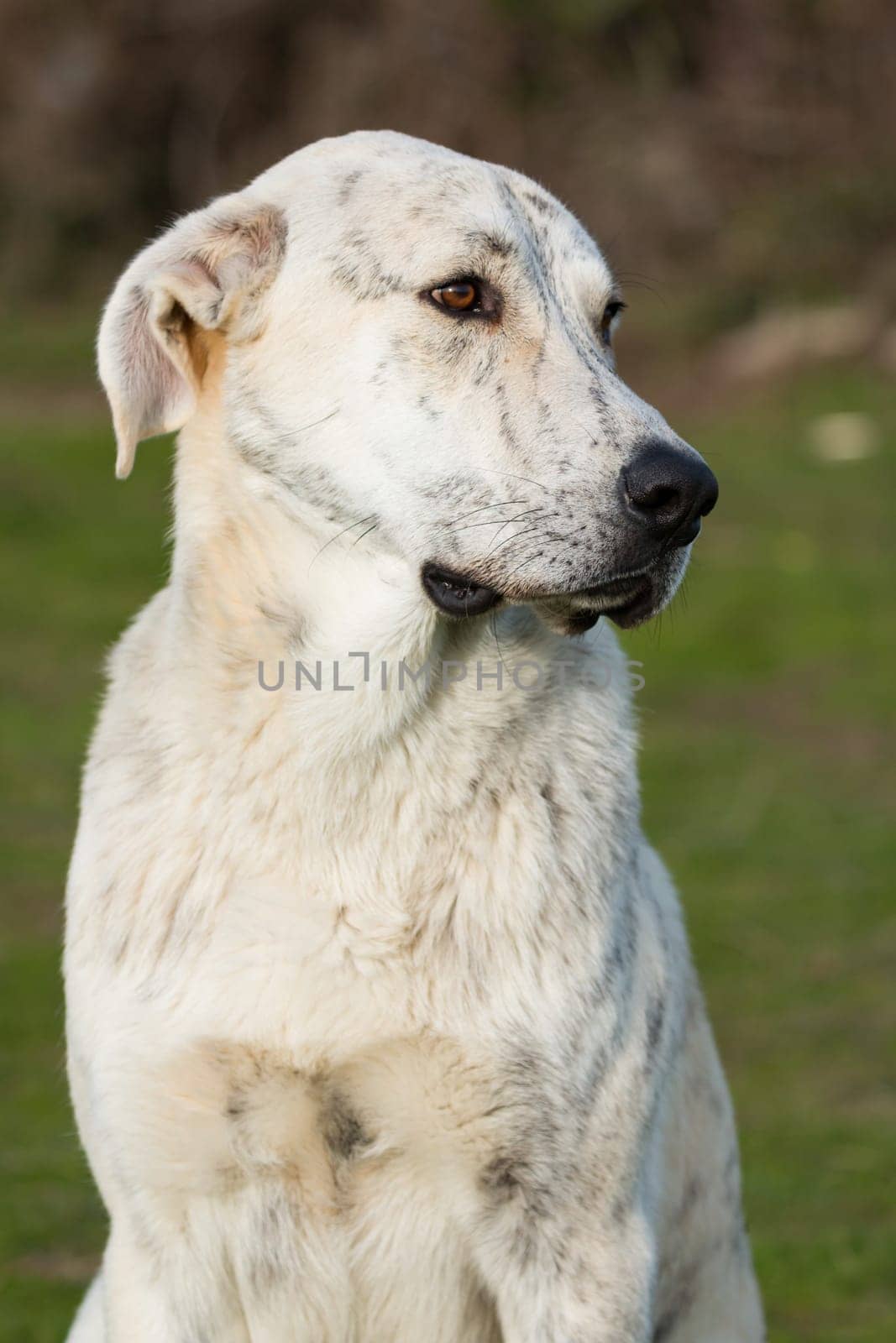 Big white labrador dog in the grass of the field
