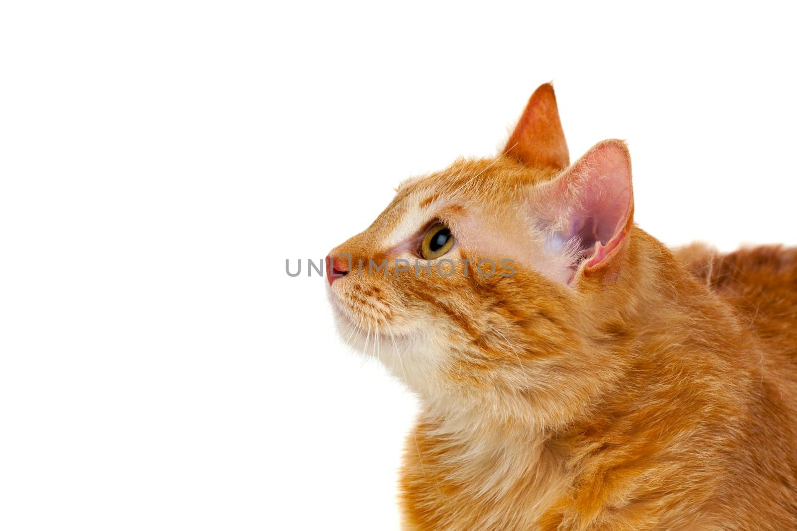 Adult red cat with overweigh isolated on a white background