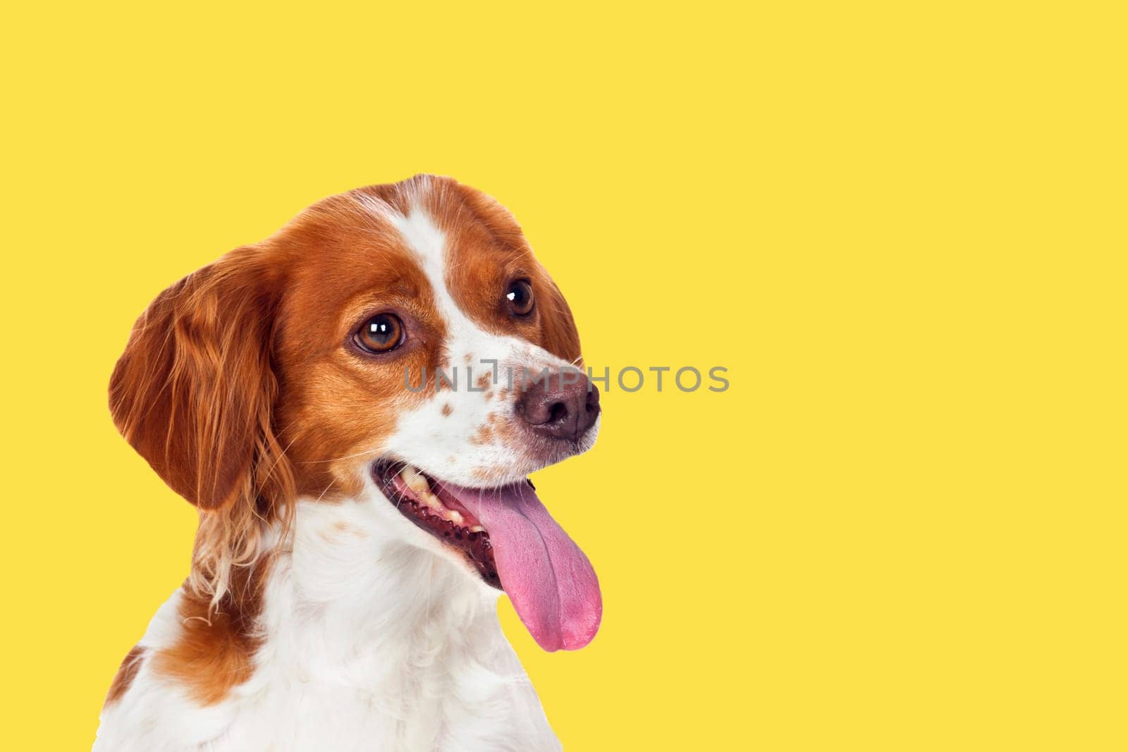 Beautiful terrier dog on a yellow background. Generation 2018