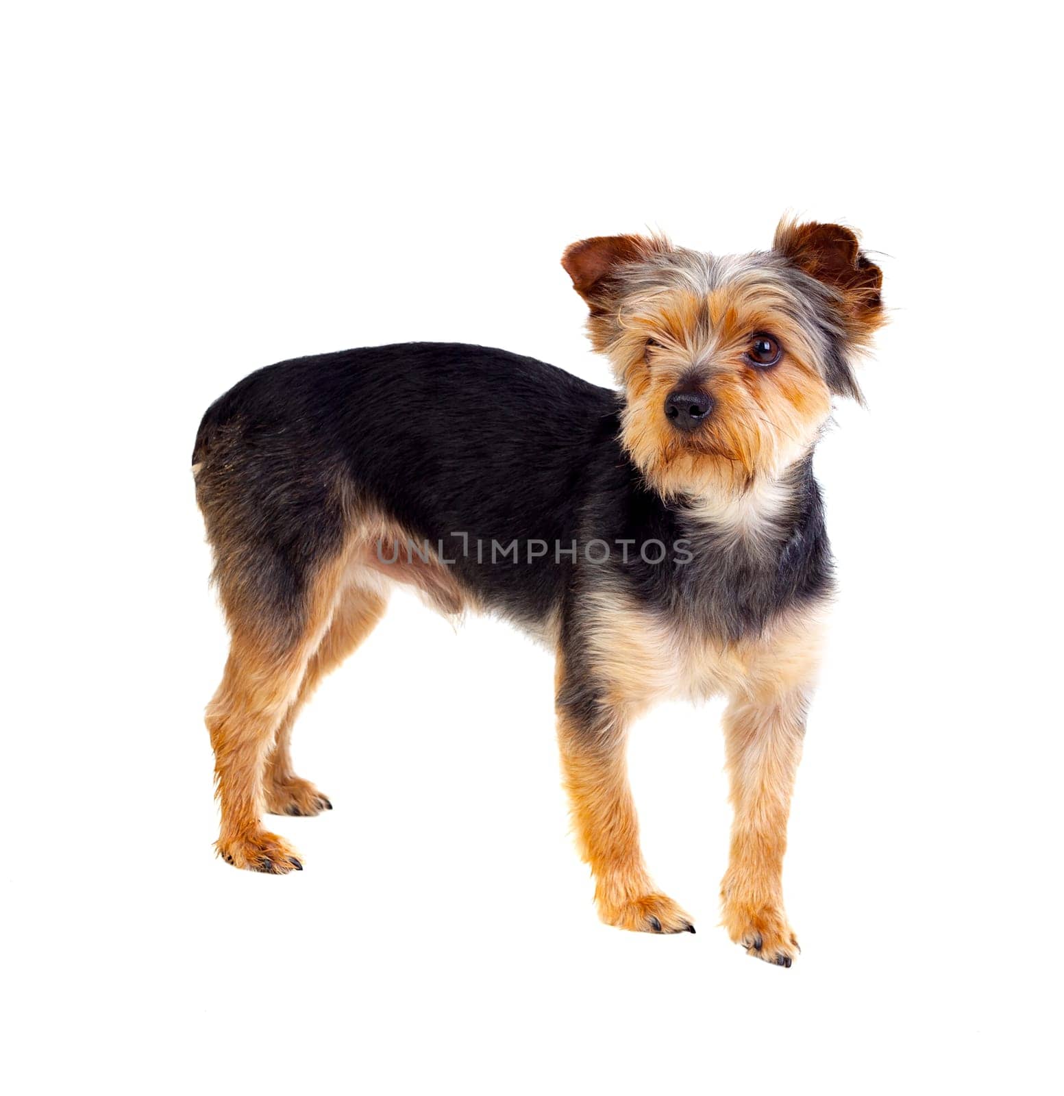 Cute small dog with cut hair isolated on a white background