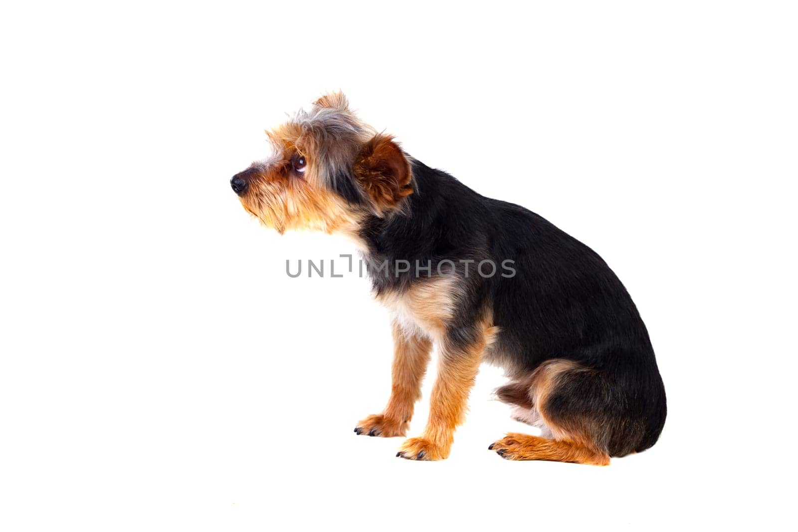 Cute small dog with cut hair isolated on a white background