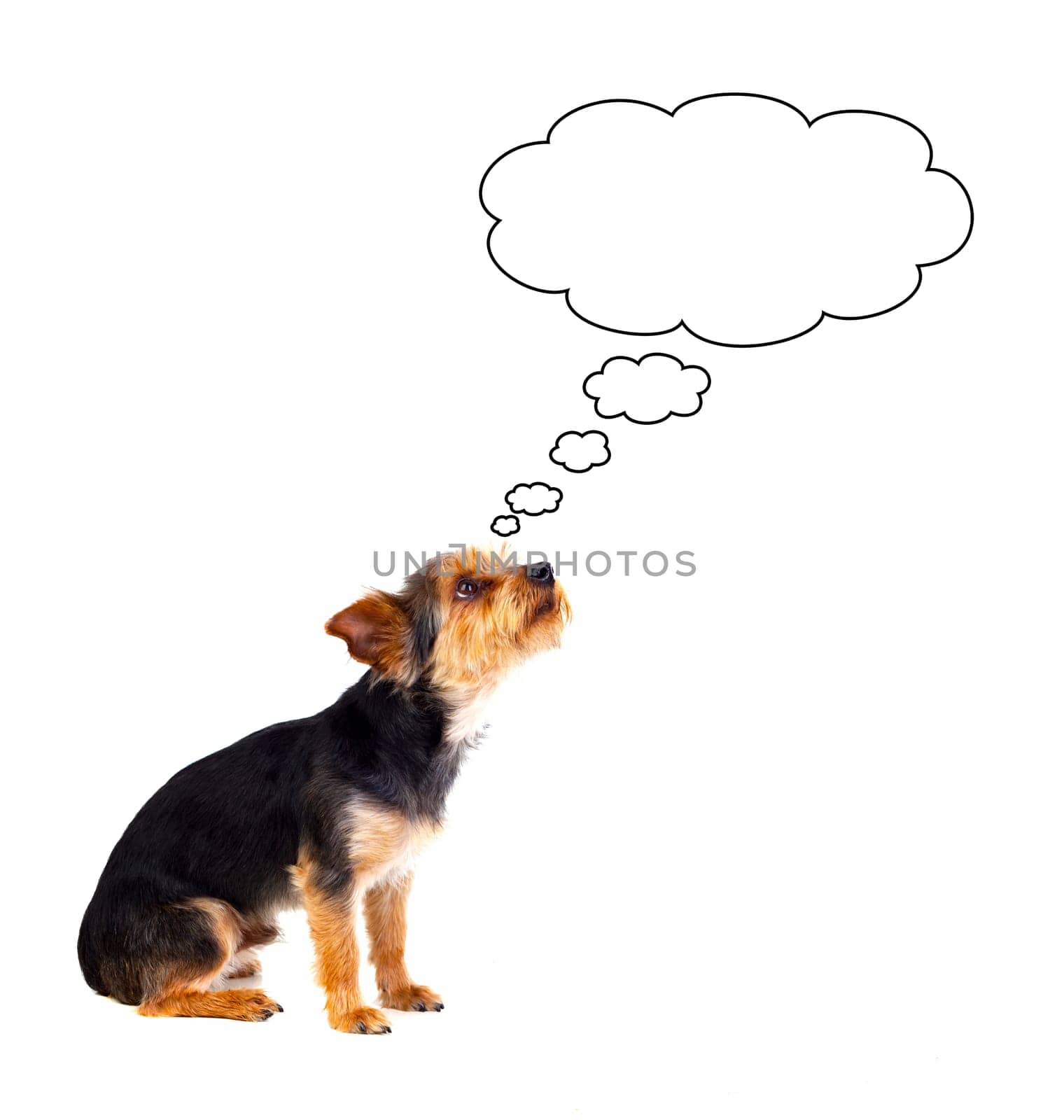 Pensive small dog with cut hair isolated on a white background