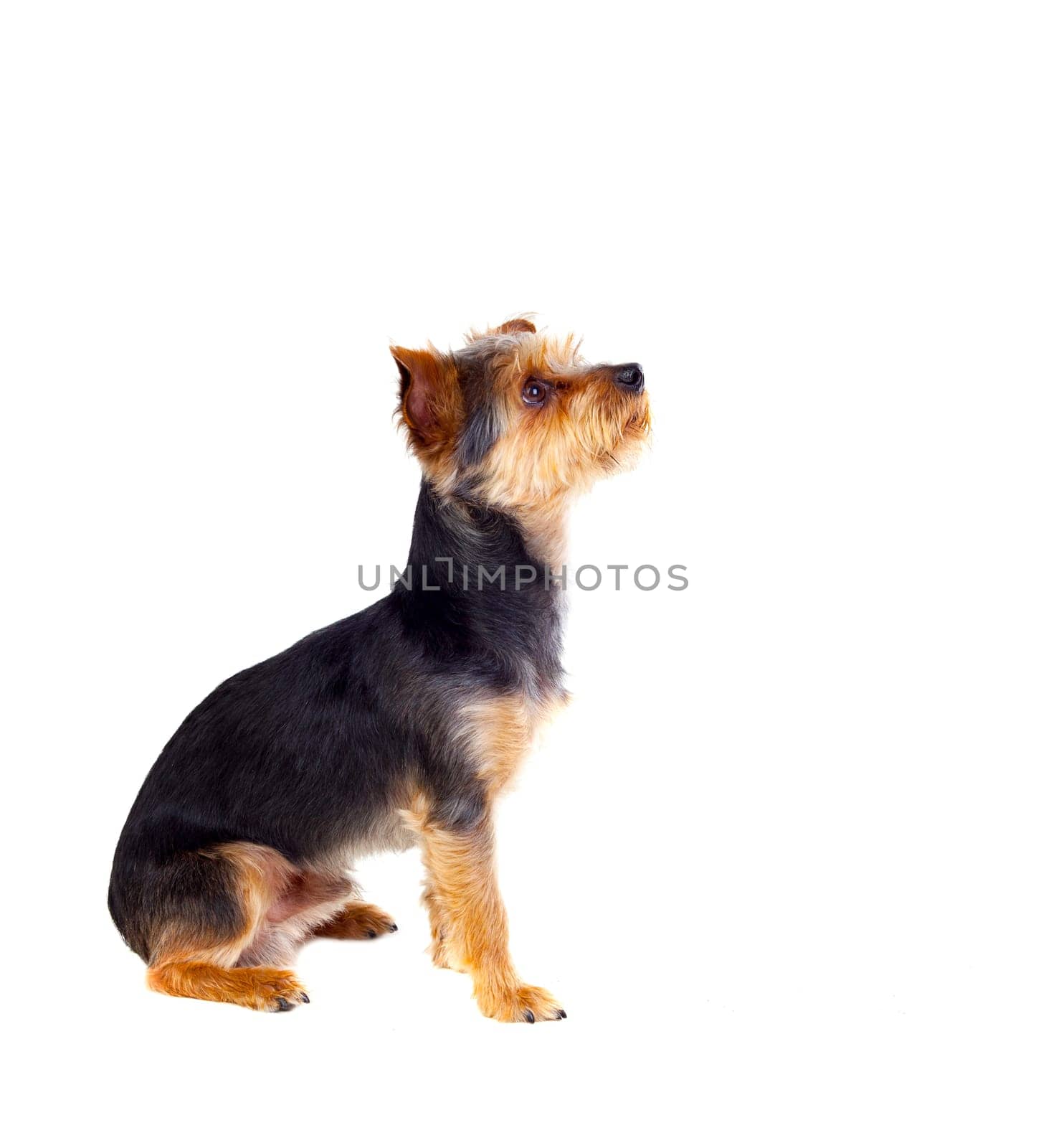 Cute small dog with cut hair isolated on a white background