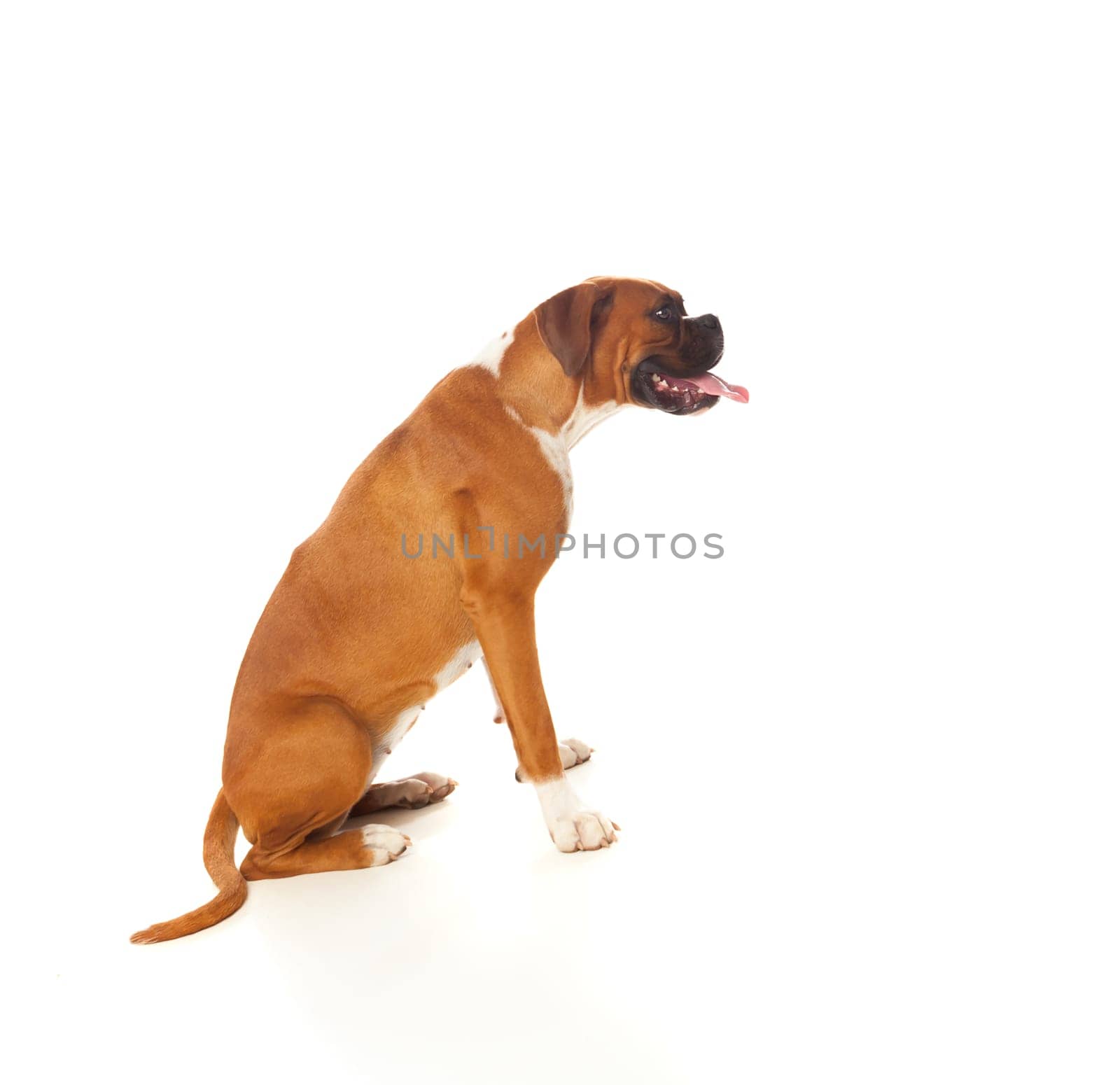 Beautiful boxer dog isolated on a white background