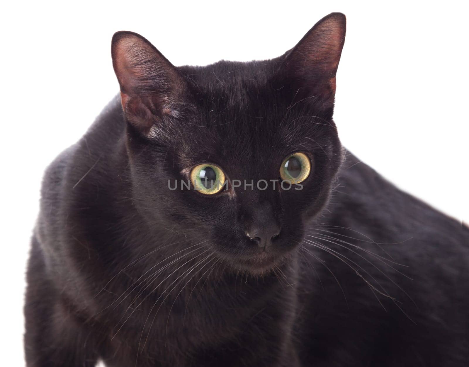 Black cat with yellow eyes isolated on a whit background