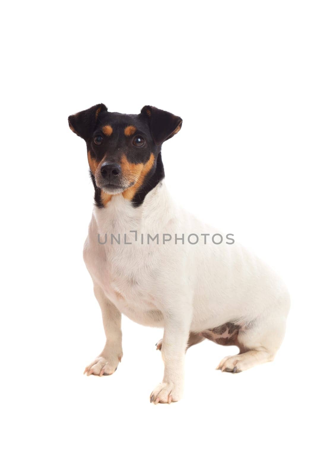 Beautiful small dog isolated on a white background