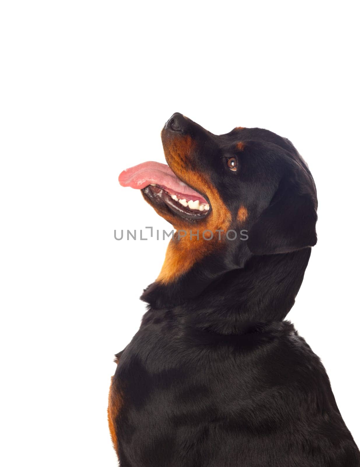 Adult Rottweiler dog isolated on a white background