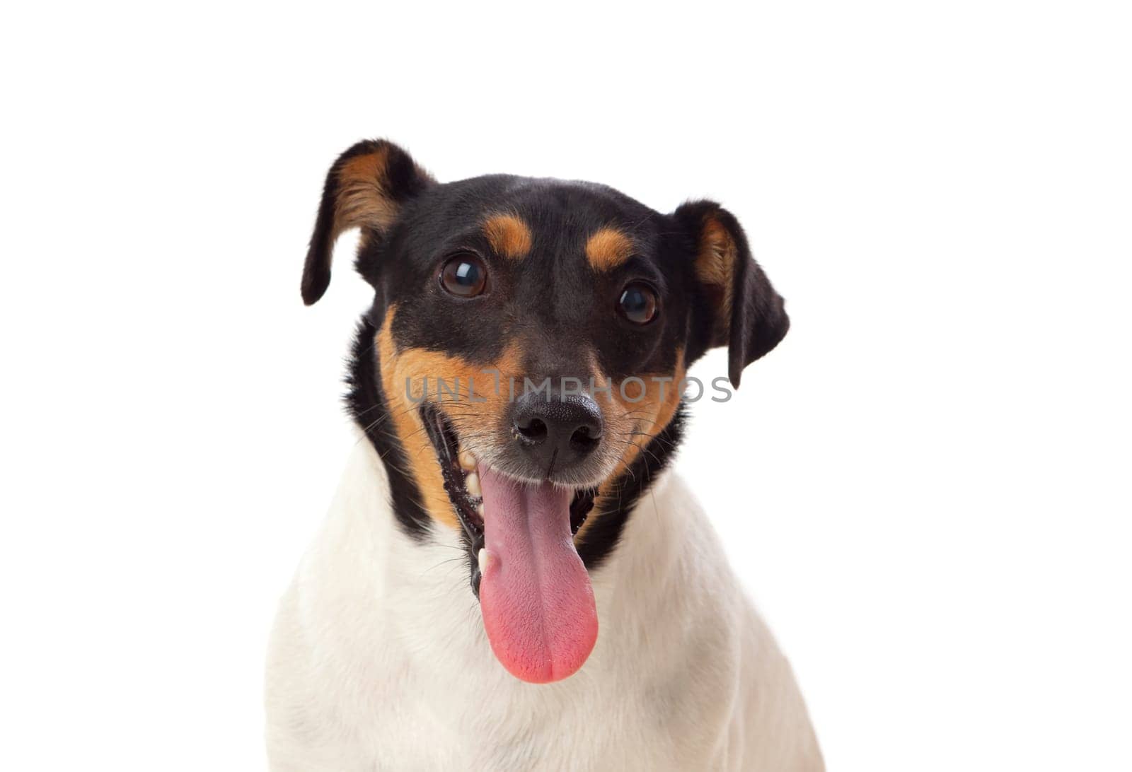 Beautiful small dog isolated on a white background