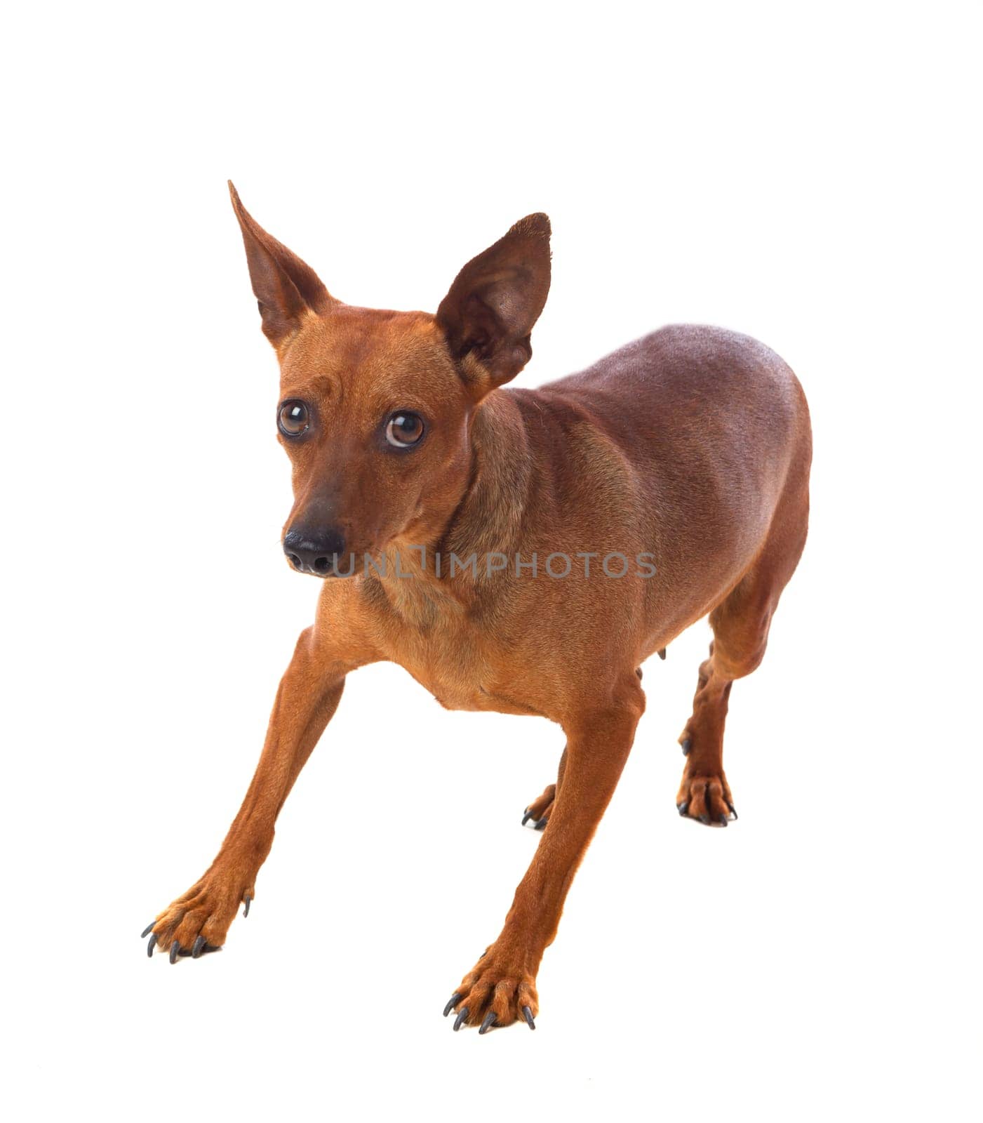 Beautiful brown dog isolated on a white background