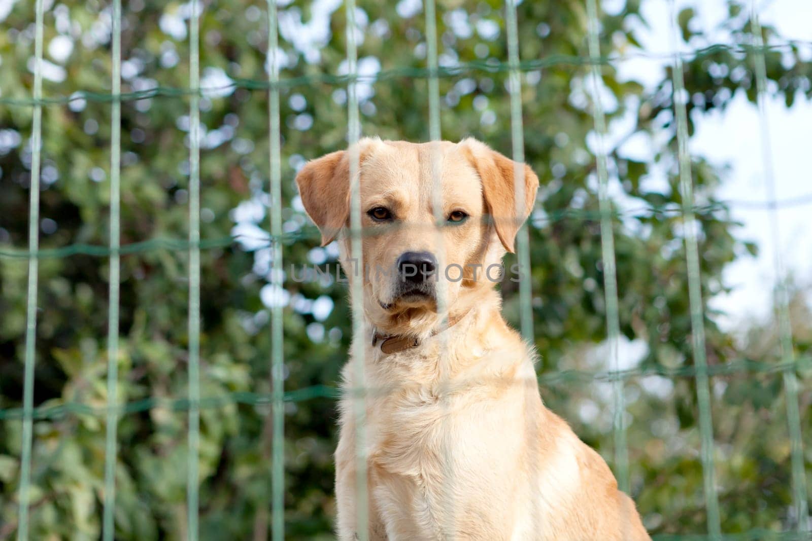 Serious watchdog behide a fence in the garden