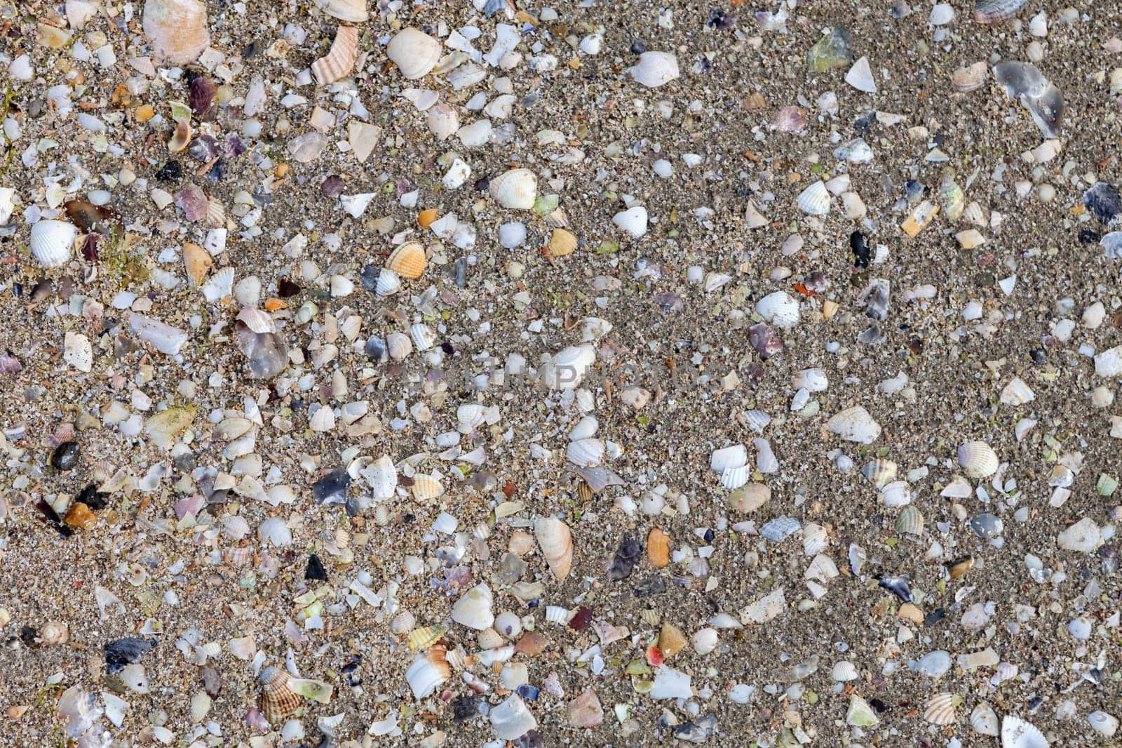 Remains of crustacean shells on the wet sand of the beach