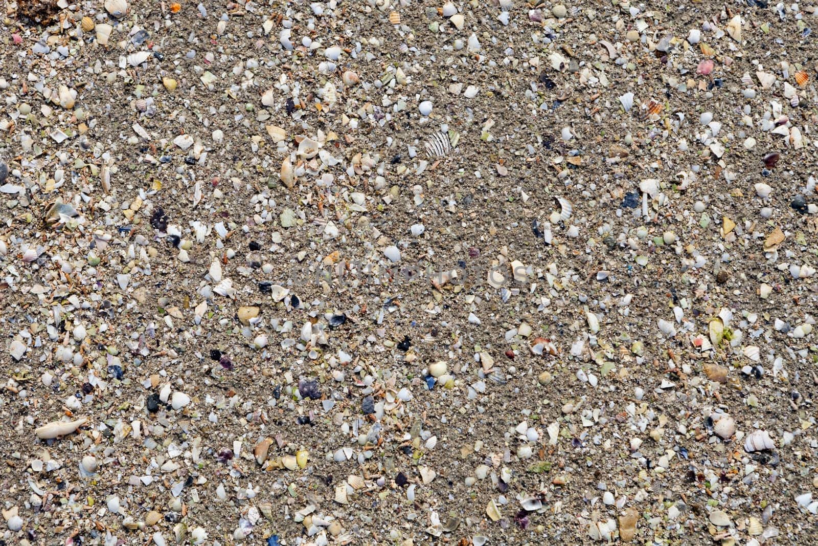 Remains of crustacean shells on the wet sand of the beach
