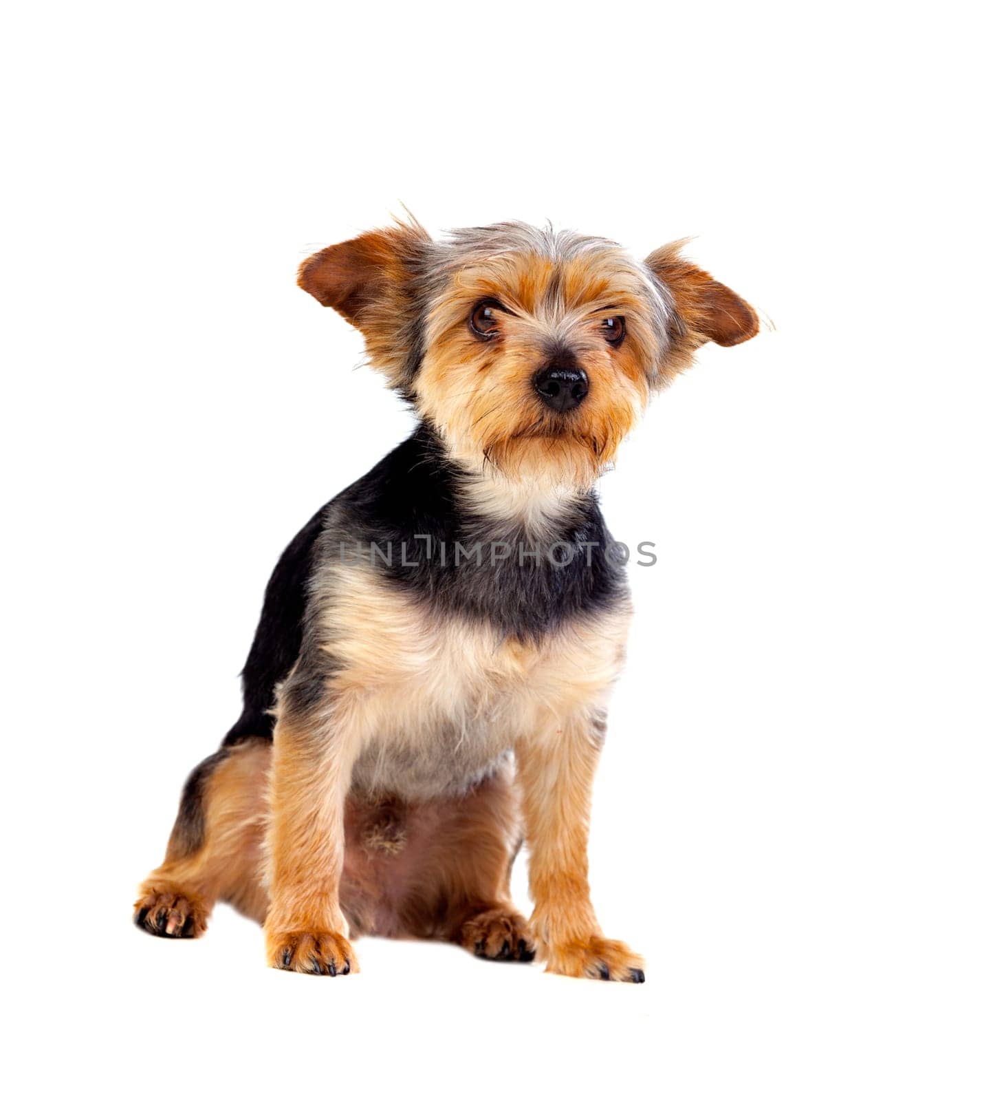 Cute small dog with cutted hair isolated on a white background