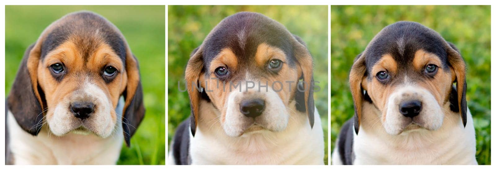 Sequence with beautiful beagle puppies brown and black on the green grass