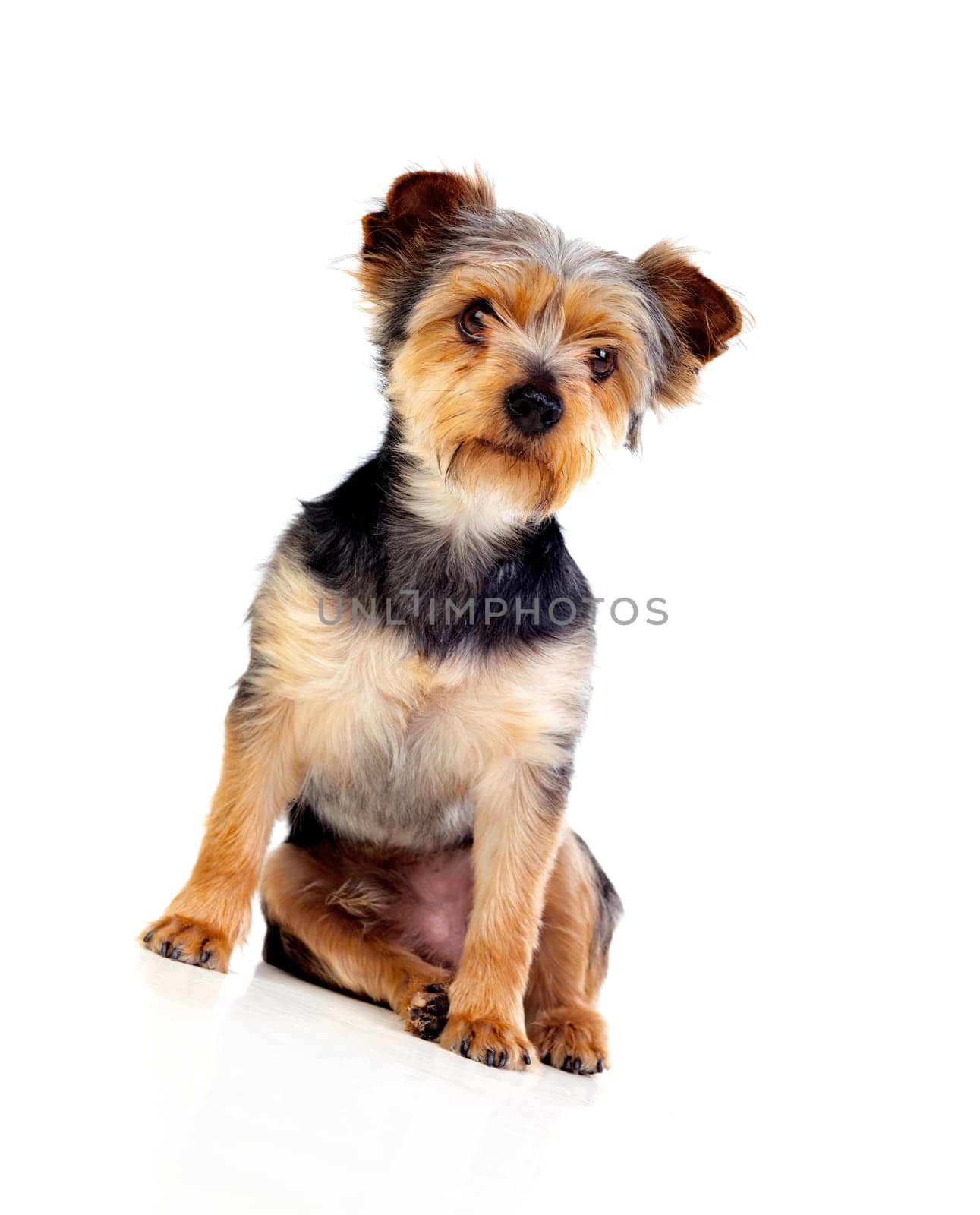 Cute small dog with cutted hair isolated on a white background