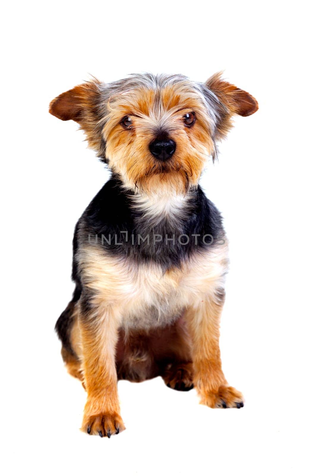 Cute small dog with cutted hair isolated on a white background