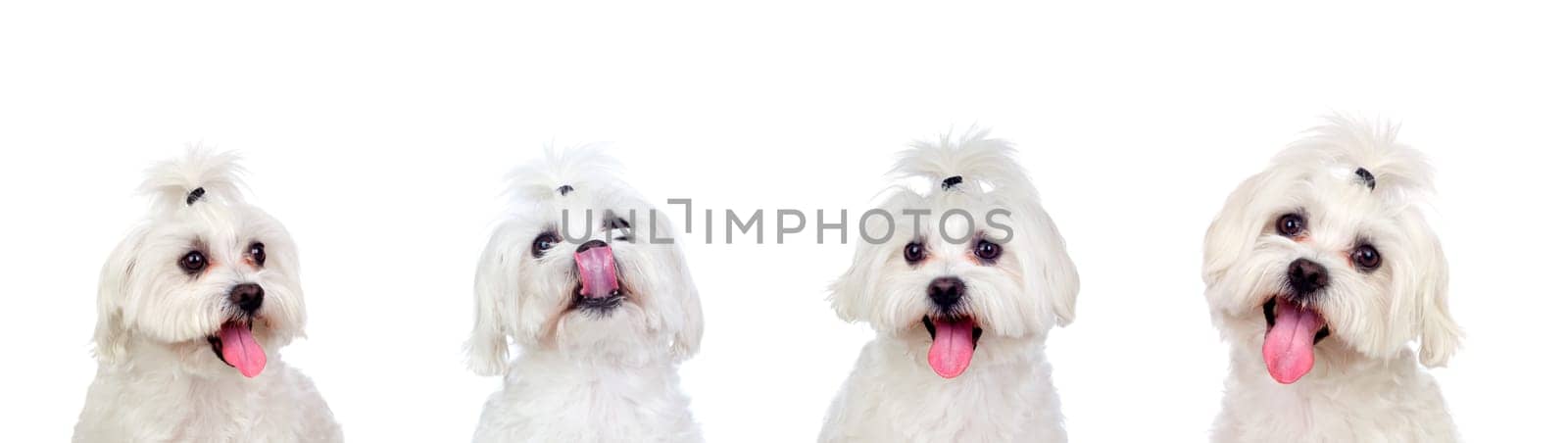 Four equal dogs isolated on a white background
