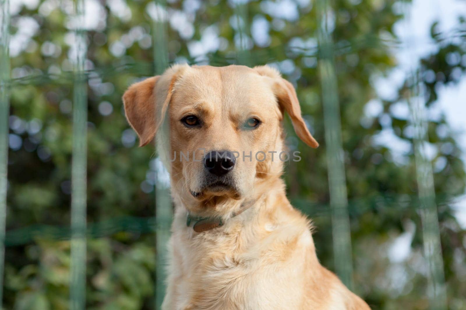 Serious watchdog behide a fence in the garden
