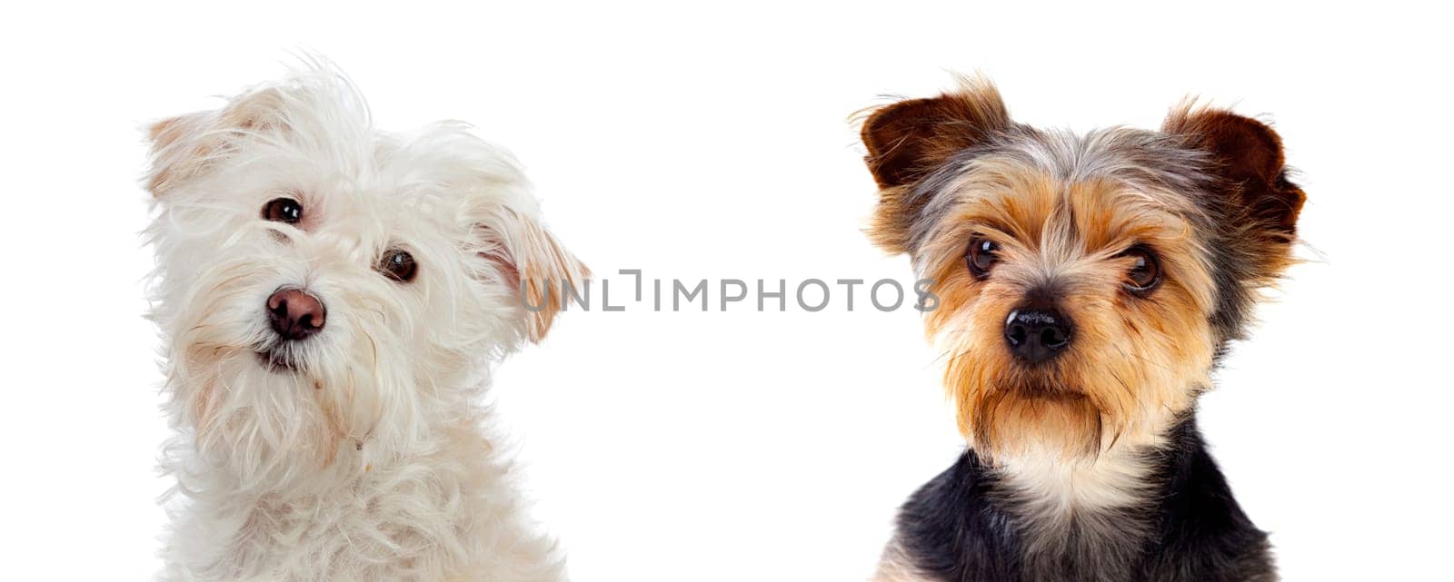 Differents dogs looking at camera isolated on a white background