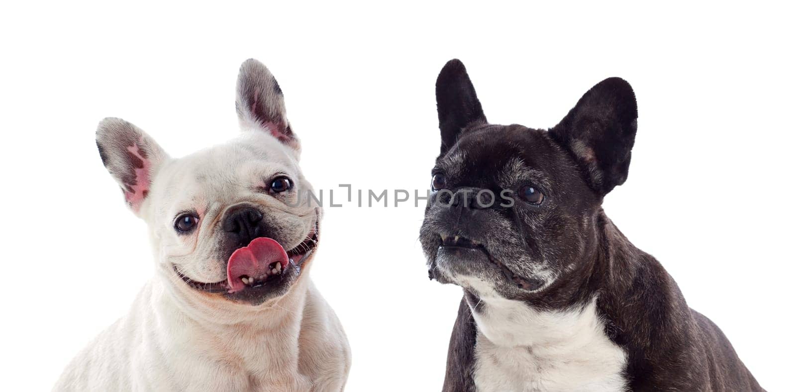 Portrait in Studio of cute bulldogs isolated on a white background