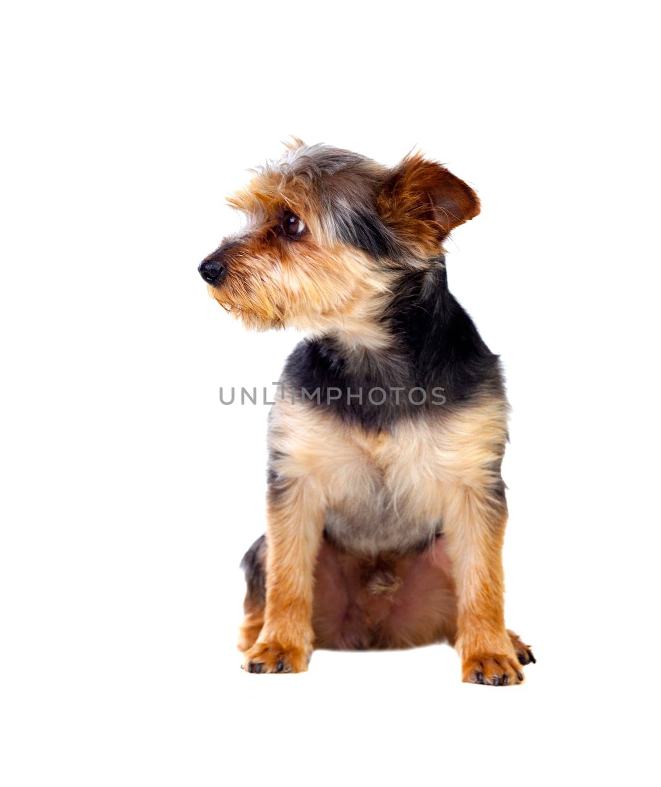 Cute small dog with cutted hair isolated on a white background