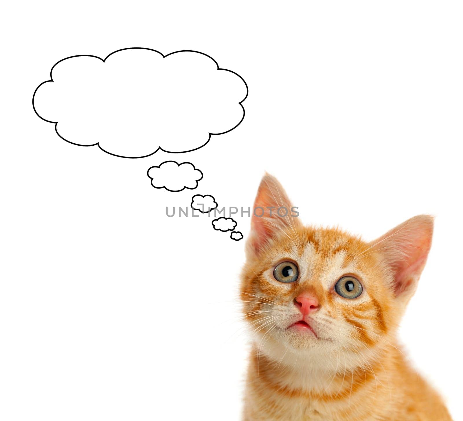 Pensive small red cat looking up isolated on a white background