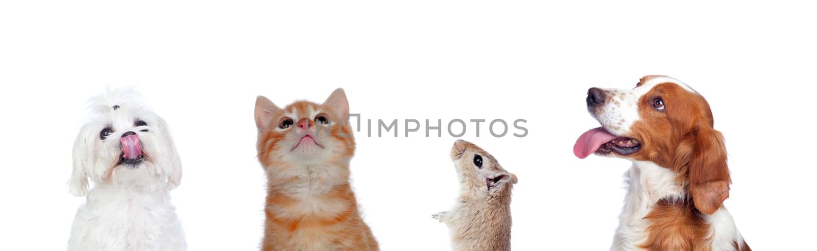Many pets isolated on a white background