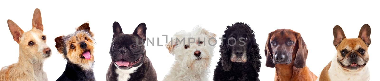 Differents dogs looking at camera isolated on a white background