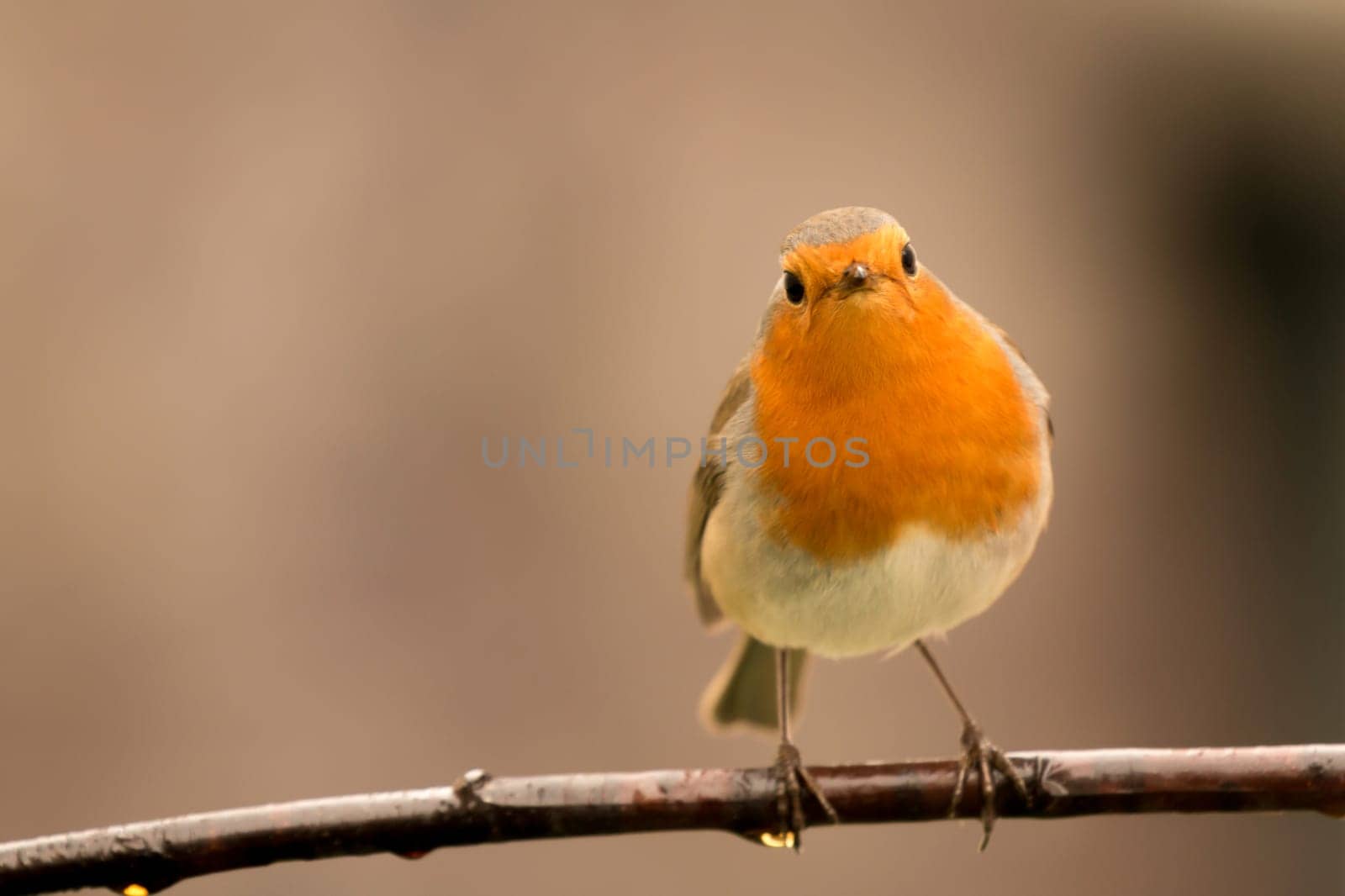 Pretty Bird With a Nice Orange Red Plumage in the Nature