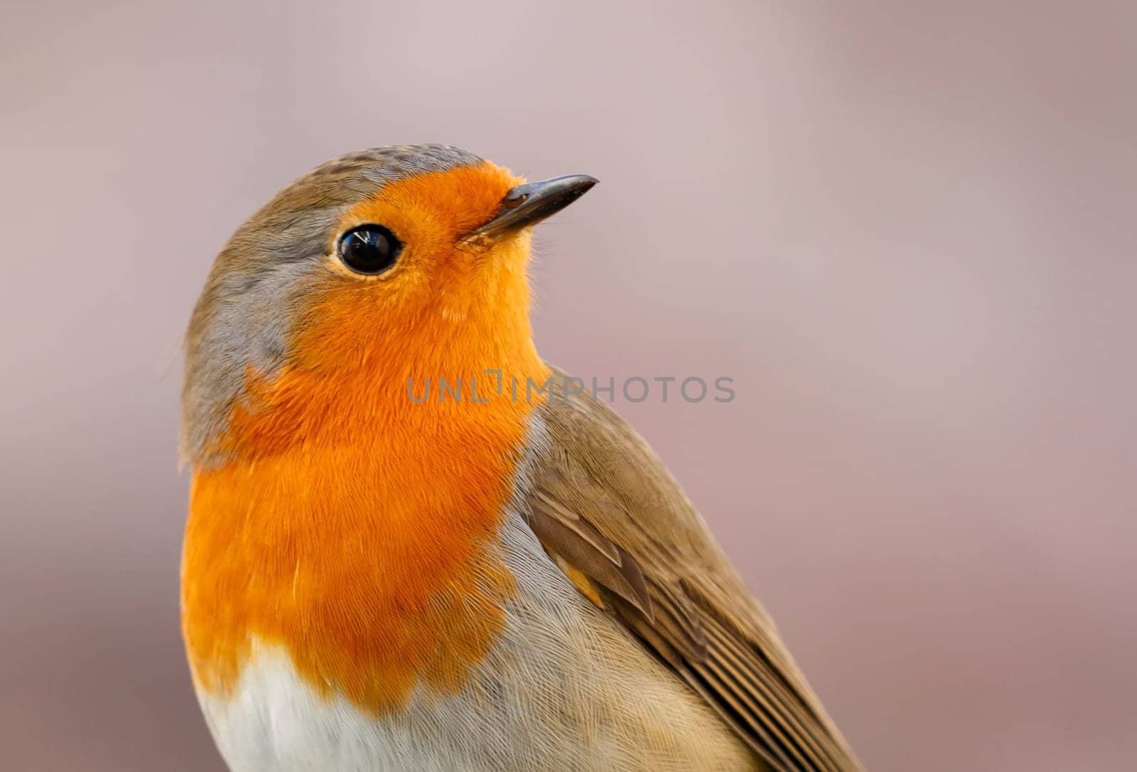 Pretty Bird With a Nice Orange Red Plumage in the Nature looking up