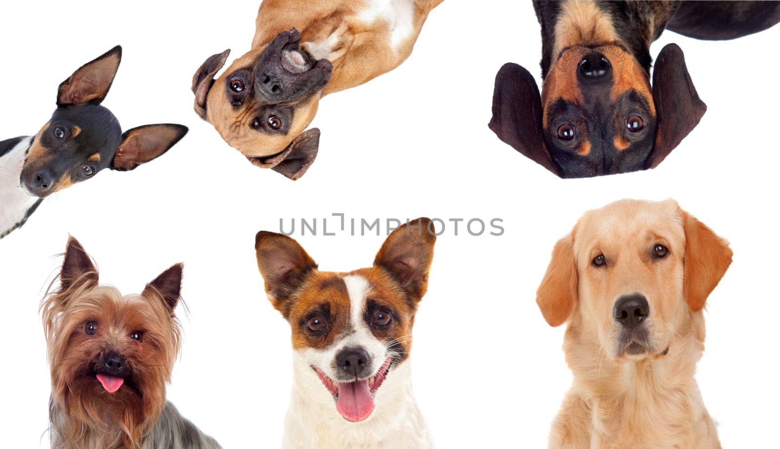 Differents dogs looking at camera isolated on a white background