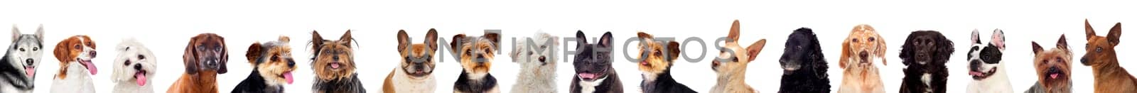 Differents dogs looking at camera isolated on a white background